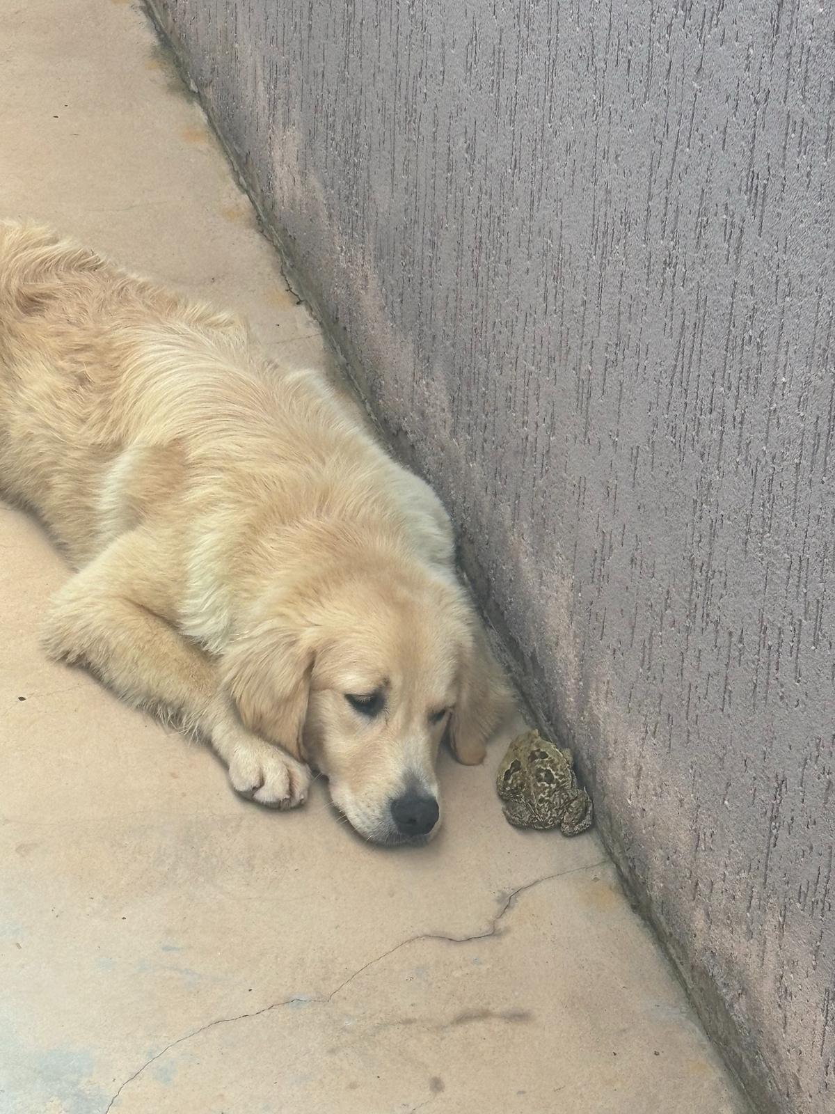 The family dog eyeing a frog on the ground.