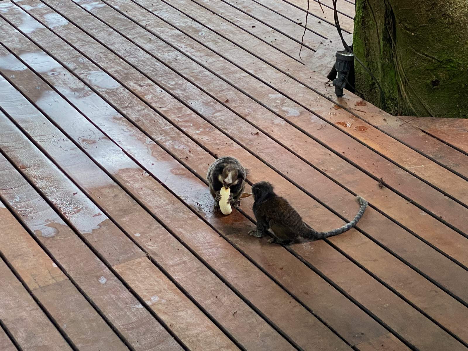 A small monkey visiting near the house.