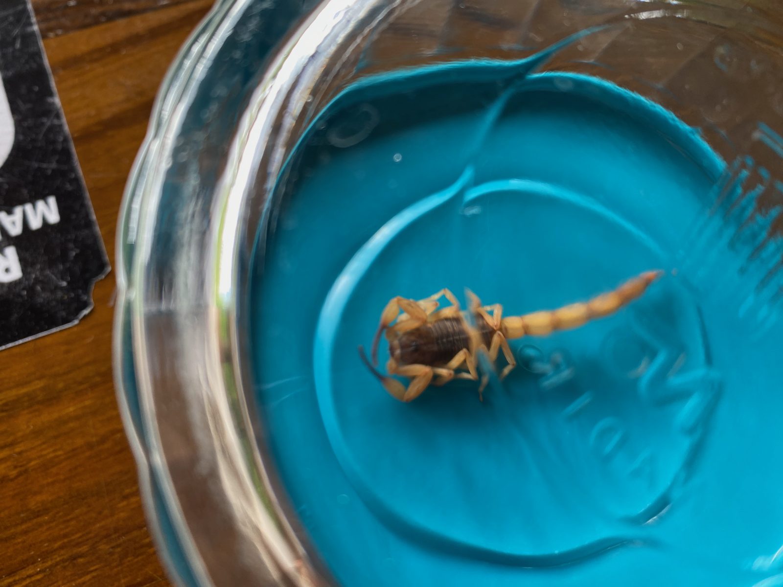 A scorpion on the floor inside the house.