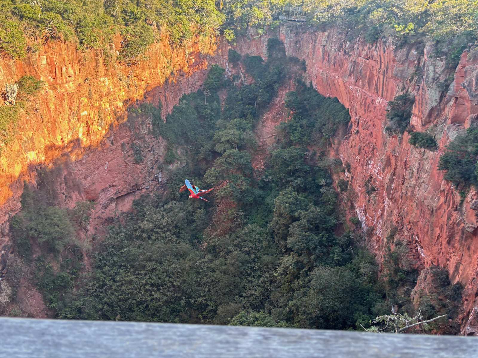 A scarlet macaw flying over a red canyon in Bonito, Brazil.