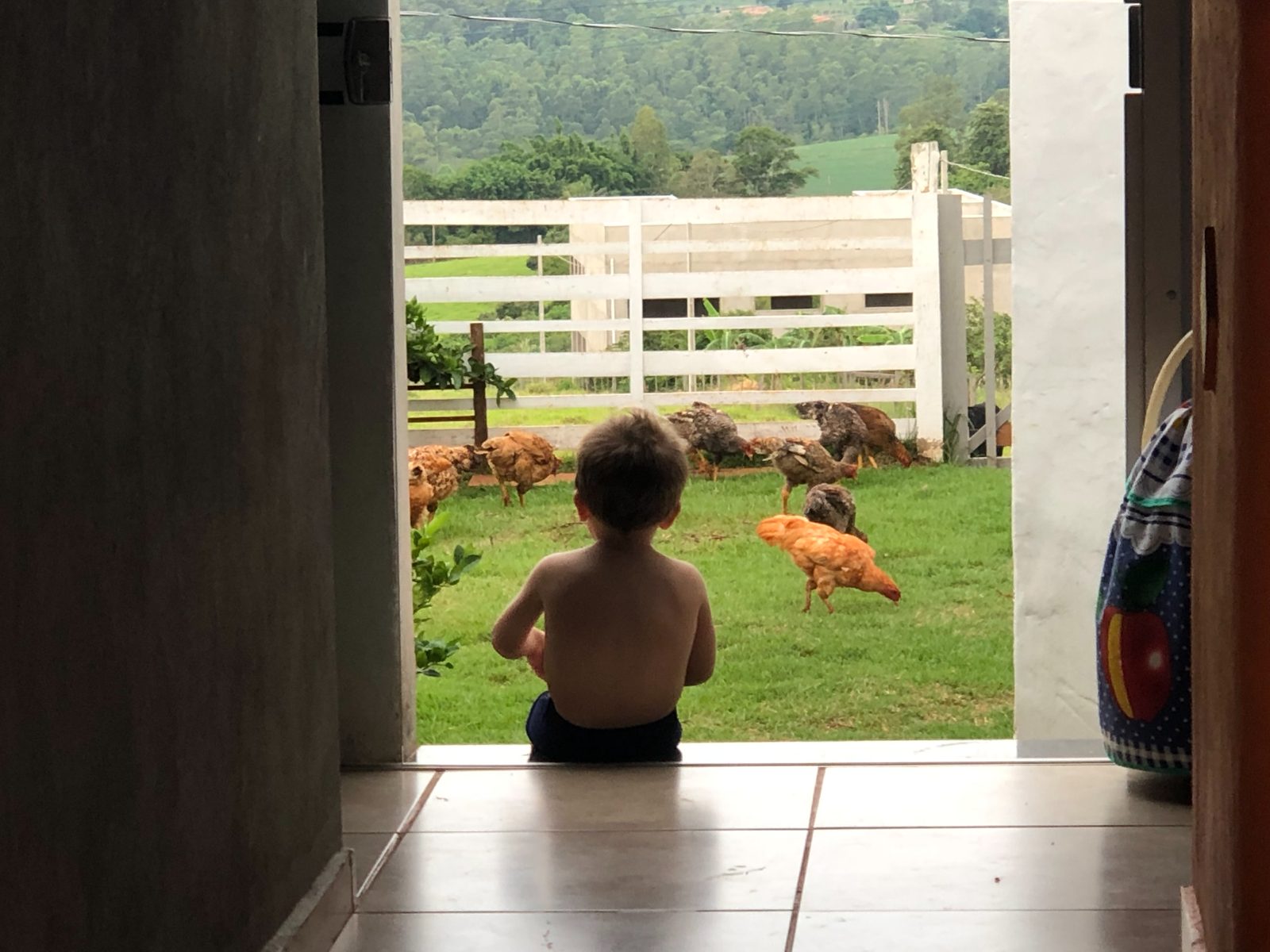 A child crouching among chickens in a yard in the Brazilian countryside.